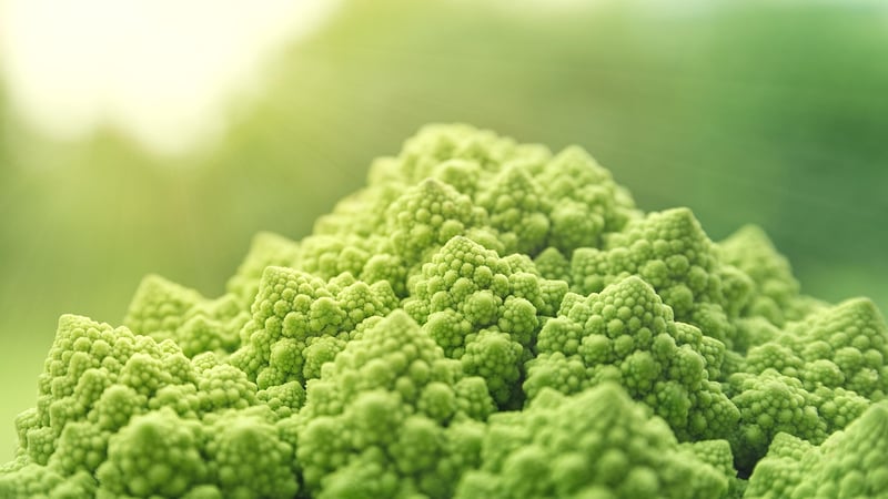 Plant-Based Meat Alternatives